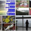 들꽃연가 이미지