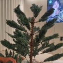 디오컴퍼니 | H11. 생애 첫 트리 | 5만원대 160cm 카키톤 크리스마스 트리 내돈내산 후기