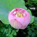 미미향 이미지