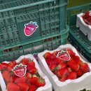 수제 딸기잼 만들기 | 포천 아딸농원 32개월 아이랑 딸기 농장 체험 후기 (가격,예약, 주차, 놀이시설, 총정리)