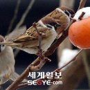 꿀맛 이미지