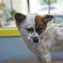 왈왈이발소 이미지