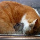 기막힌 동거 이미지