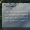 자암 김구비 이미지