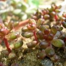 홍옥아가랑 석연화아가랑 프리<b>티아그</b>~