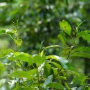 오리나무 Alnus japonica (Thunb.) Steud. 이미지