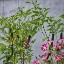 스테이치목 이미지