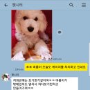 써니펫시터 이미지