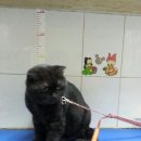 하쿠애견샵 이미지