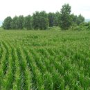 광동농장 이미지