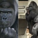 고릴라 PC방 이미지