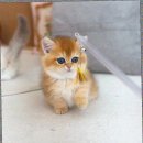 캣스토리 고양이분양 일산본점 이미지