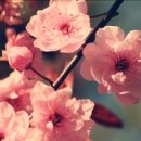 분당-395 이미지