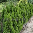 에메랄드그린 이미지