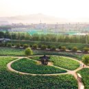 한여름 가장 우아한 풍경, 전국 #연꽃 명소 추천#부여서동연꽃축제 이미지