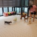 개좋은 유치원 이미지