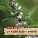 야관문 효능 과 복용법 알아보기 이미지