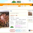 황산와송
