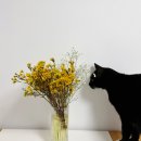 탄생화 | 온라인 꽃배달 서비스 원모먼트 | 1월의 꽃, 탄생화 왁스플라워 당일배송받은 후기