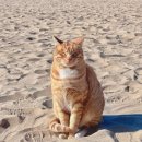 대운유통 | [내돈내산] 진짜..다 맞추는 전화사주&amp;신점 | 솔직 후기