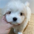 청주 강아지 분양 리몽드 퍼피 켄넬 이미지