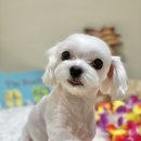 아미고 펫살롱 이미지