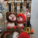 고인돌 게임장 | 제주 수목원길 야시장 방문 후기