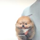 안다켄넬 이미지