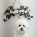 나나애견미용 이미지