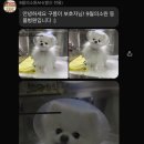 9월의 소원 동물병원 이미지
