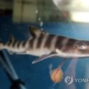 고향수족관