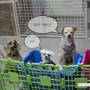 여시발바닥 이미지