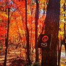 10월 23일(목) 오대산 선재길 가을 단풍여행 이미지