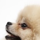 자연동물병원 이미지