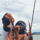 남해쭈꾸미 이미지