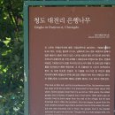 청도 대전리 은행나무(천연기념물 301호) 이미지