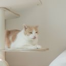 스윗스노우