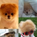 부BOO