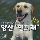 멍달려 | 경상남도 양산_ 연희재 멍마당 대형견 대관 내돈내산 후기