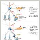 분산서비스거부공격 (DDoS) 이미지