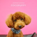 송이애견 이미지