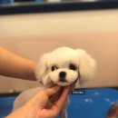 청 애견미용 이미지