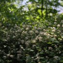 국수나무 이미지