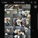 퍼스트 독 스쿨 이미지