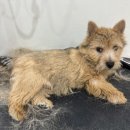 두루몽실 이미지