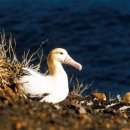 알바트로스 이미지