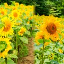 (여행) "태양을 사랑해버린 꽃!" 이번 여름 가봐야하는 국내 해바라기 명소 이미지