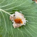 유로공업사 | [울산삼산맛집] ‘삼삼화덕생선구이솥밥’ | 셀프바&amp;가성비 화덕생선구이 | 내돈내산