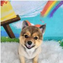 포미펫샵 이미지