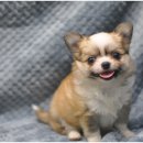 아이러브펫 동물병원 이미지